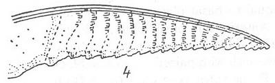 Euura scutellata